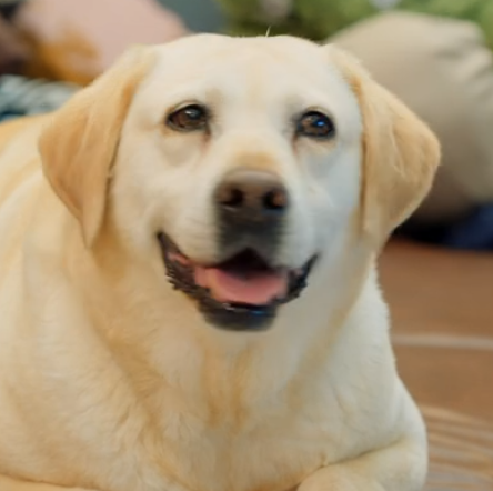 「私の彼はキューピッド」犬